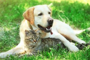 Tratamento da diabetes em cães e gatos