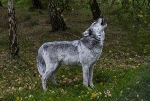 Diferença entre animais selvagens e domésticos