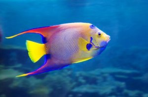 Quais são as doenças mais comuns nos peixes?