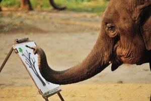 Elefantes que pintam: isso pode ser considerado maus-tratos?