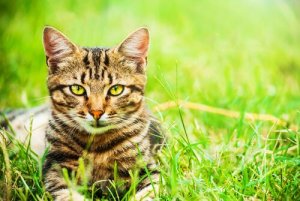 Cinco razões para escolher um gato vira-lata