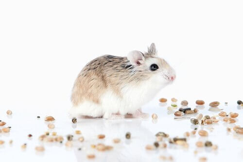 espécies de hamsters anão