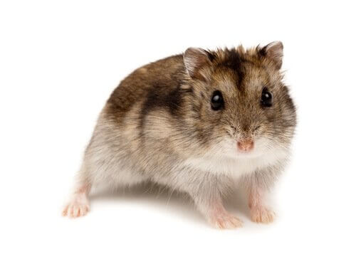 espécies de hamsters
