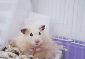 Cinco espécies de hamster