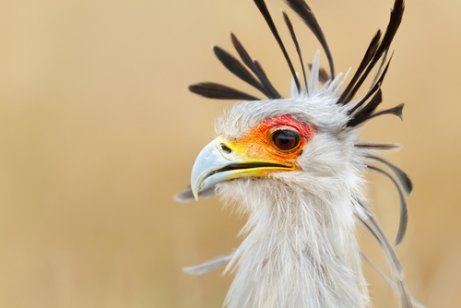 Aves de rapina: saiba mais sobre esses animais