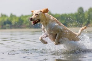 Como exercitar seu cão corretamente