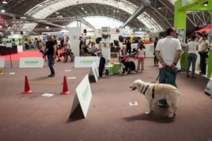 Exposição de cães: como preparar seu cachorro