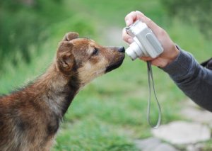 Dicas para fazer boas fotos do seu cachorro
