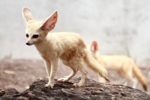 O feneco ou raposa do deserto