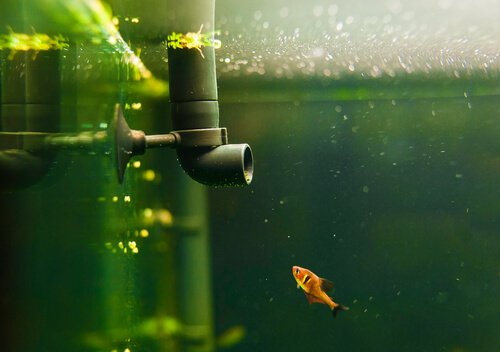 Quatro tipos de filtros ideais para um aquário