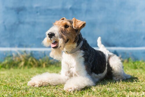 Tudo o que vocÃª deveria saber antes de adotar um Fox Terrier