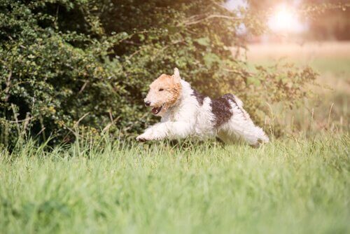 comportamento do fox terrier