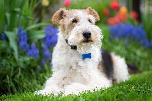 fox terrier na grama