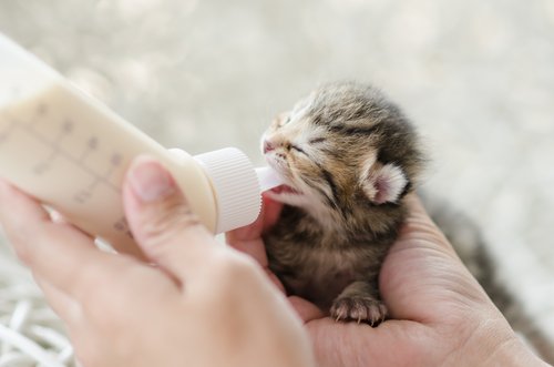gato bebendo leite na mamadeira
