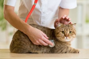 Diabetes em gatos: causas, sintomas e tratamento