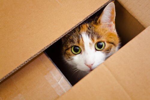 Gato brincando com caixas