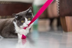 Como cuidar dos dentes de um gato