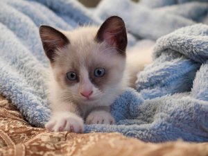 Clamidiose felina: causas, sintomas e tratamento