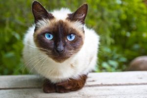 O enriquecimento ambiental para gatos