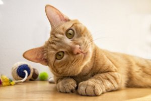 Existem raças de gatos mais inteligentes?