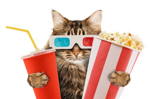 Gatinho no cinema