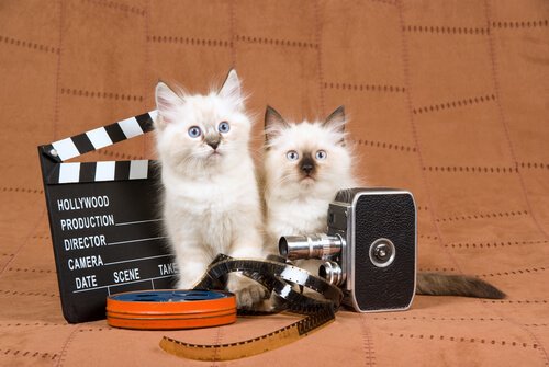 Gatos no cinema