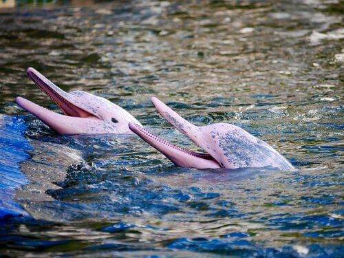 O curioso golfinho rosa do Amazonas