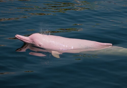Golfinho rosa do Amazonas, tudo sobre esse curioso animal