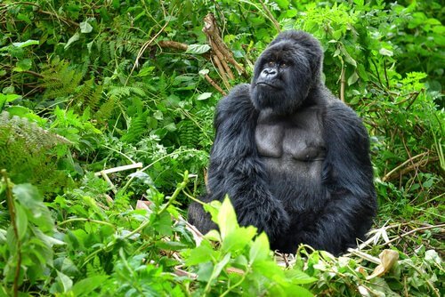 O gorila da montanha, um primata único