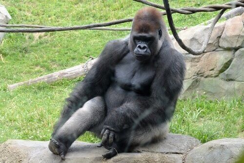 Gorila ocidental: o maior primata do mundo