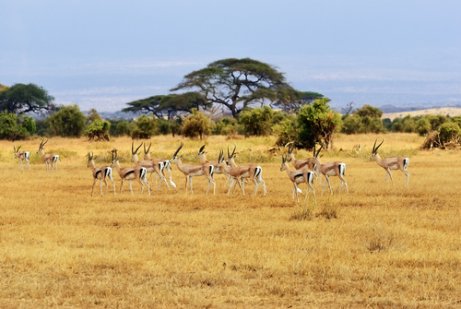 A migração no Serengeti