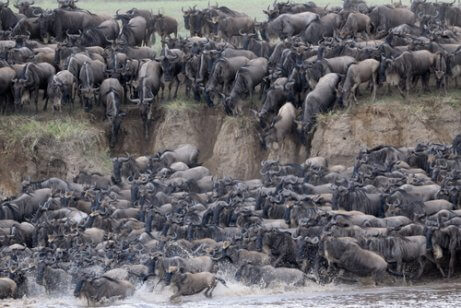 A grande migração no Serengeti: saiba tudo!