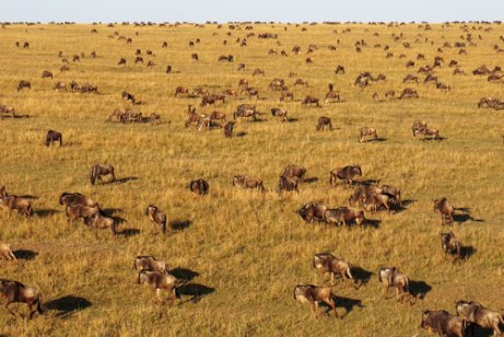 Grande migração no Serengeti