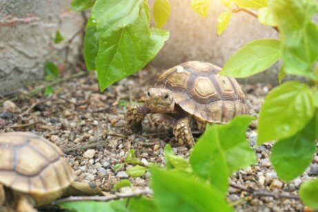 Habitat da tartaruga africana