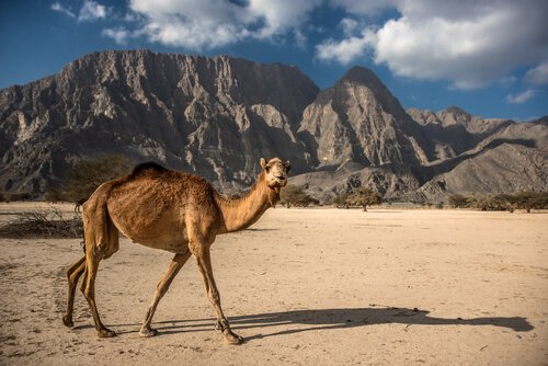 Dromedário: características, comportamento e habitat - Meus Animais