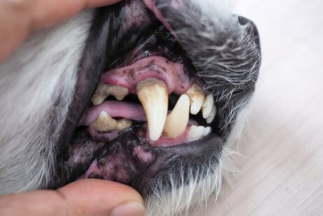 Cachorro com tártaro nos dentes e gengivite