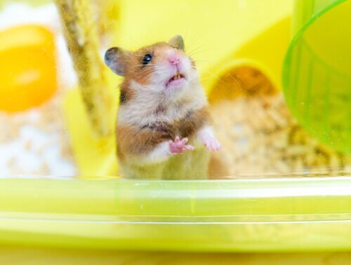 hamster