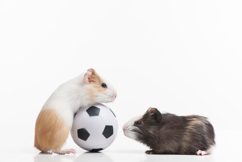 hamster brincando com bola