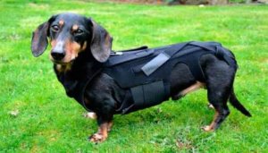 Tipos de hérnias em cães: saiba mais aqui