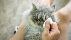 Limpeza dos olhos de um gato: conselhos