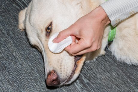 Dona higienizando olhos do seu cachorro