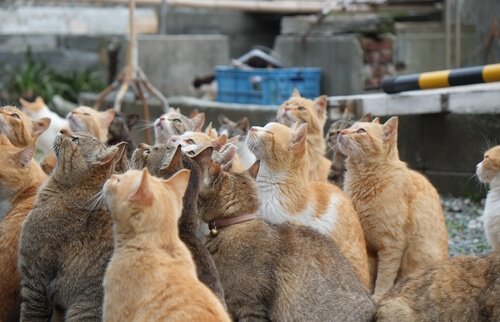 As ilhas dos gatos no Japão