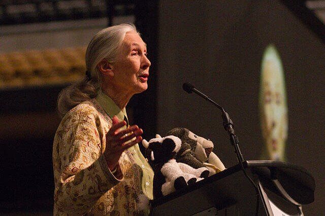 Jane Goodall: grande defensora dos primatas