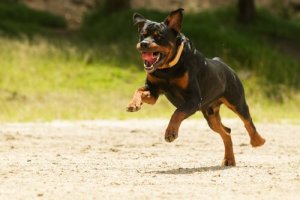 Adestramento profissional dos cães da raça rottweiler