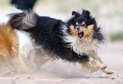 5 dicas para lidar com a agressividade do cão