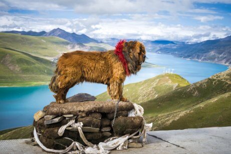 Mastim tibetano nas montanhas
