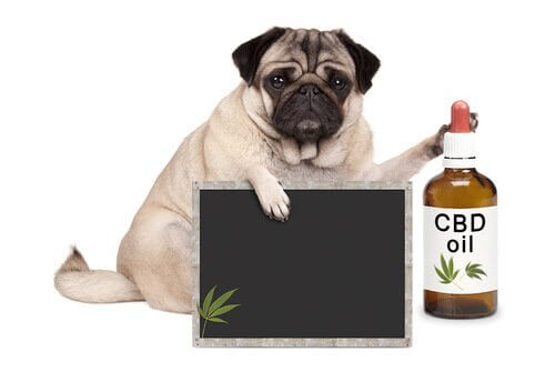 Medicina alternativa para animais de estimação