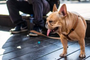 Qual é a melhor correia para o seu cão?