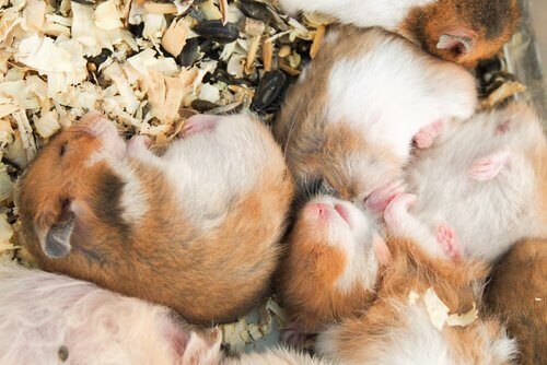 Hamsters dormindo