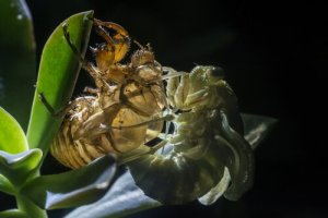 A muda de pele dos animais